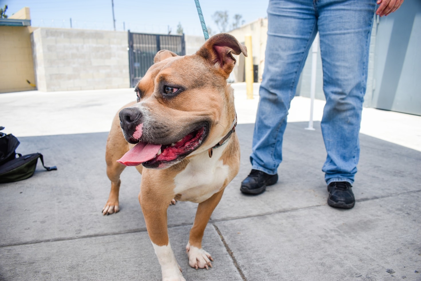 Por qué la esterilización salva miles de vidas